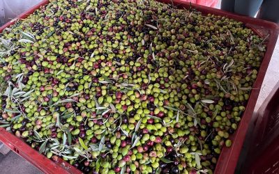 Récolte des Olives 2024