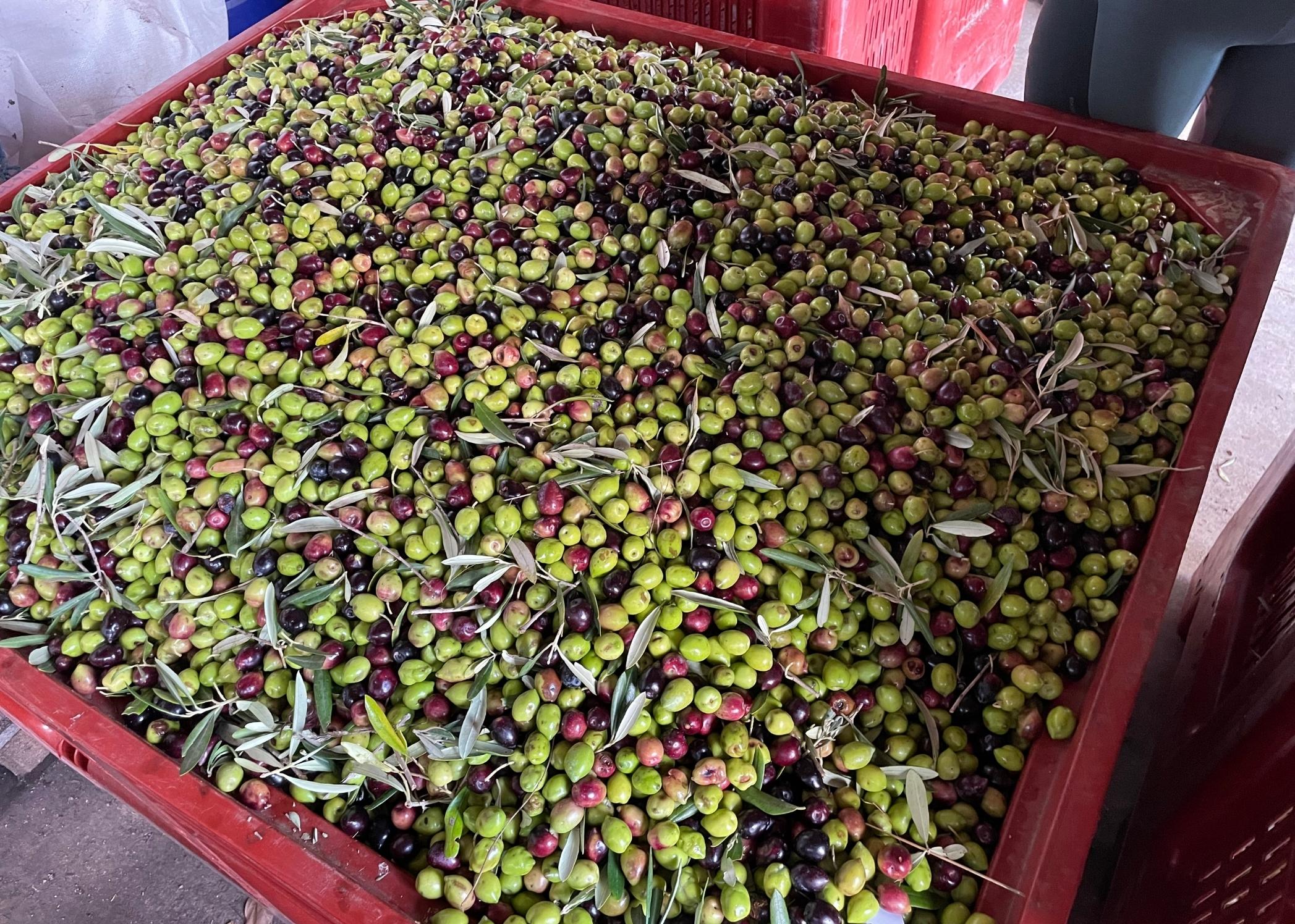 Cueillette Olivera del Sol