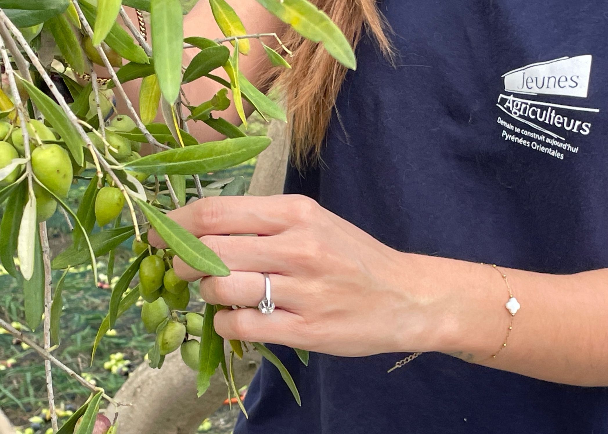 Cuillette Olivera del Sol 2024