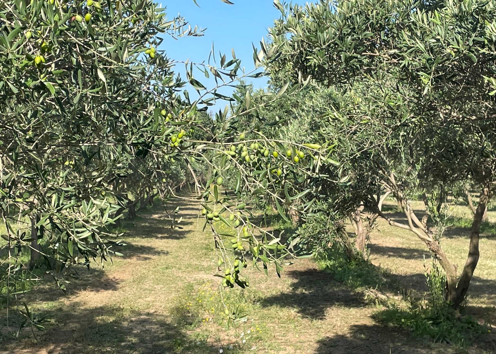 olivera del sol producteur huile olive