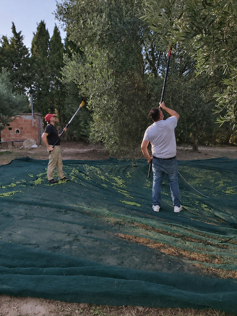 Philippe et une autre personne cueillent des olives au Soler, photo de la récolte 2025.
